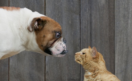 cats-dogs